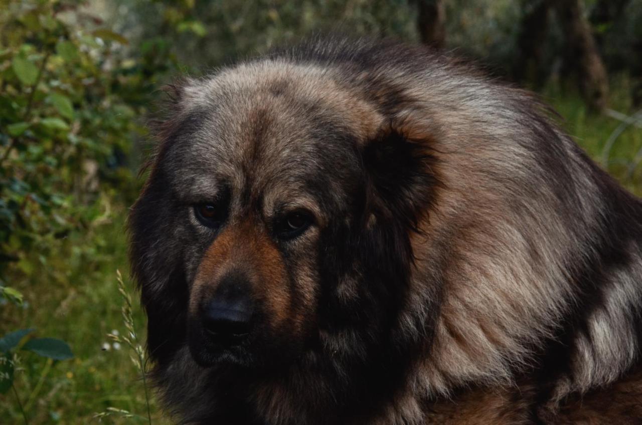 Appartamento A Villa Rosa Compiobbi Luaran gambar